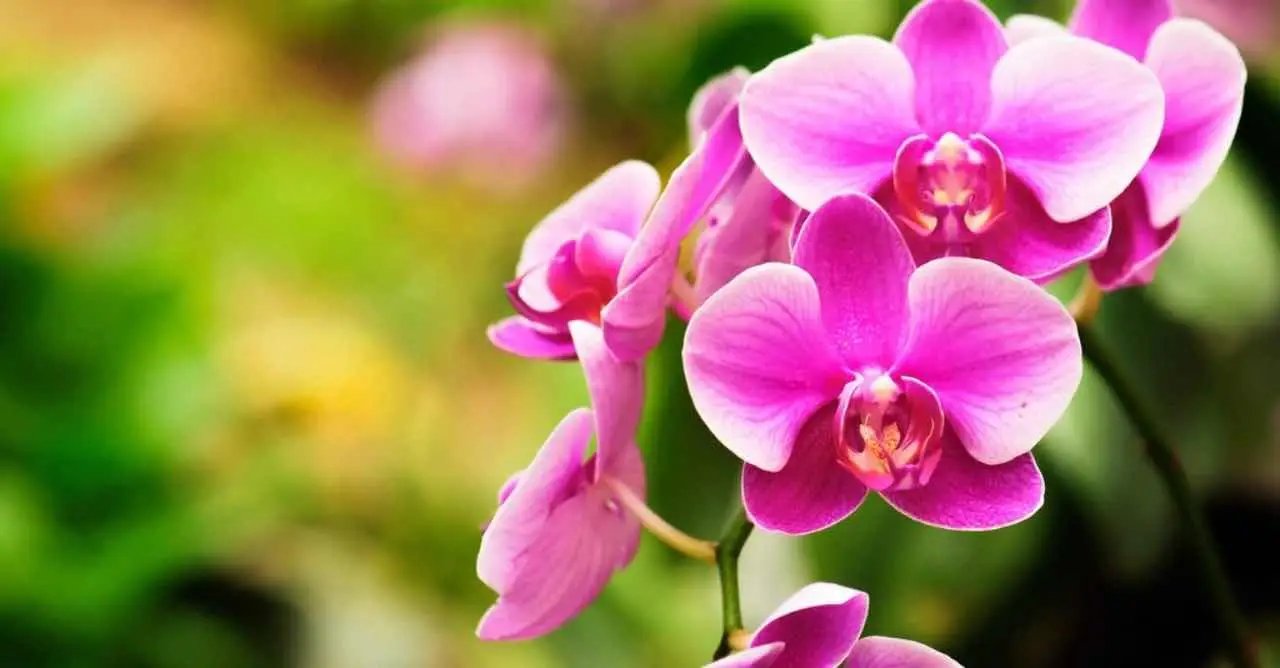 Come far fiorire le orchidee tutto l’anno: il metodo che nessuno ti ha mai detto